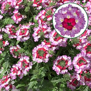 Afbeelding van Verbena P12 Bebob pink